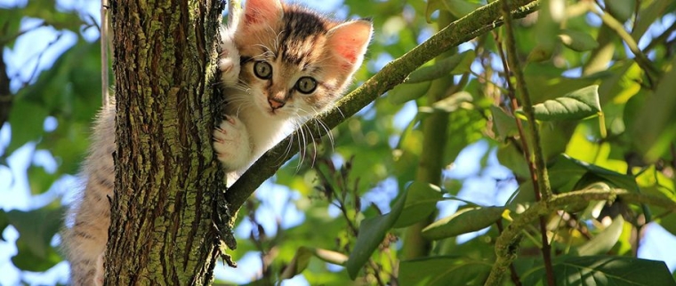 assurance chaton